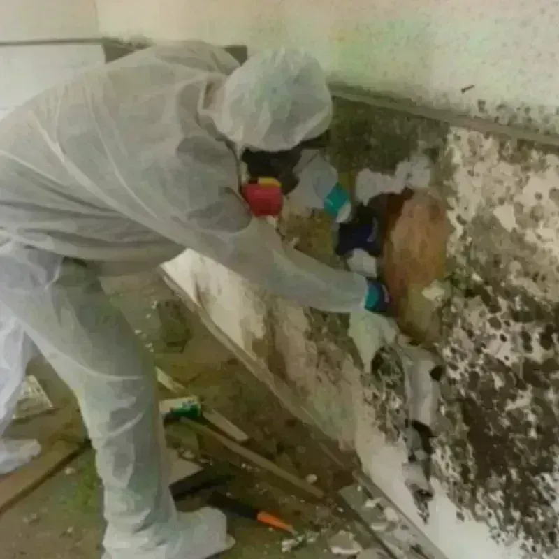 Mold Remediation and Removal in Firing Range, GA